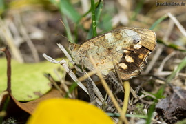 Tircis (Pararge aegeria) ?