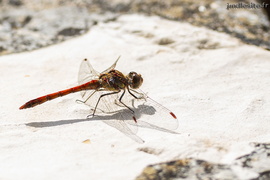 Sympetrum vulgatum