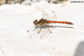 Sympetrum vulgatum