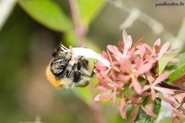 Bourdon des champs (Bombus pascuorum)