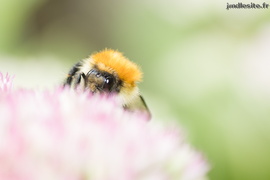 Bourdon des champs (Bombus pascuorum)