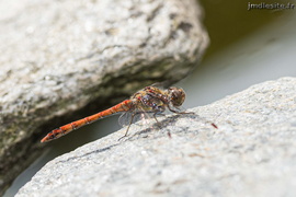 Sympetrum vulgatum