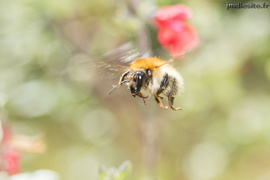 Bourdon des champs (Bombus pascuorum)