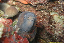 Murène
