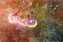 doris tacheté mauve