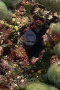 Murène	