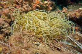 anémone verte	