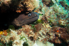 Murène	