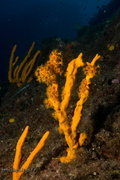 20250914 Agay 00032