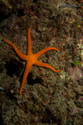 Etoile de mer rouge	