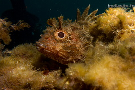 Petite rascasse rouge	