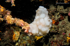 Ascidie Blanche	