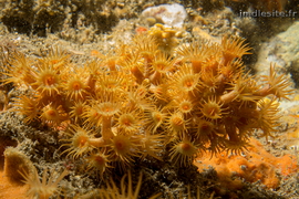 Anémone encroûtante jaune	