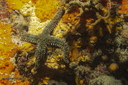 Etoile de mer glaciaire	