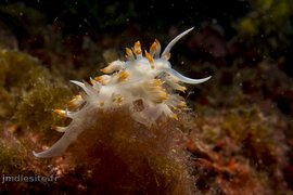 Flabellines blanches	(reproduction)