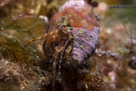 Pagure anachorète	(avec bryo !)