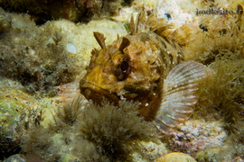 Rascasse brune	