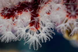 Corail rouge	