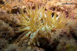 Anémone
