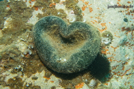 Codium	