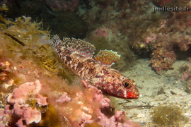 gobie à bouche rouge	