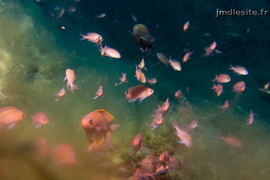 Ambiance anthias
