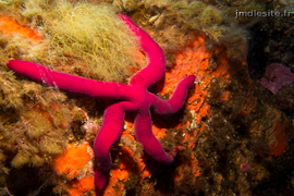 Etoile de mer violette	
