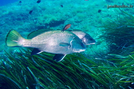 Corbs	