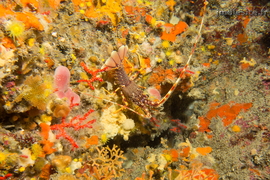 Langouste	juvénile