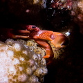 Crabe corallicole à pois rouges	